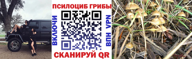 Галлюциногенные грибы прущие грибы Сысерть